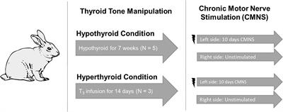 Thyroid Hormone Status Regulates Skeletal Muscle Response to Chronic Motor Nerve Stimulation